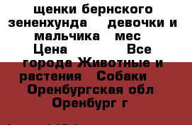 щенки бернского зененхунда. 2 девочки и 2 мальчика(2 мес.) › Цена ­ 22 000 - Все города Животные и растения » Собаки   . Оренбургская обл.,Оренбург г.